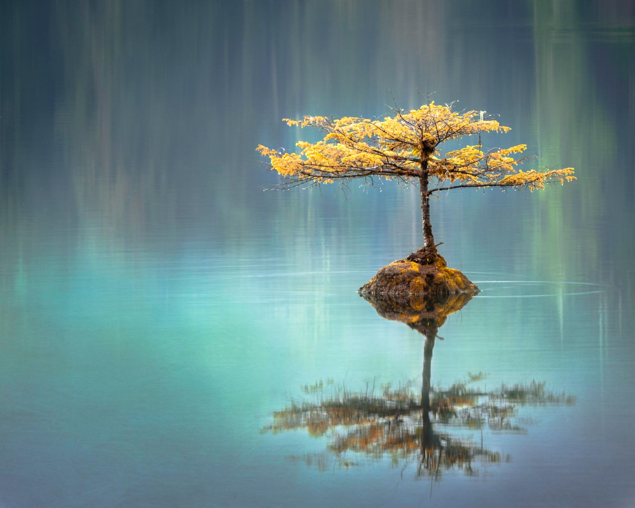 arbre jaune sur un lac limpide bleu pour symboliser le massage du ventre